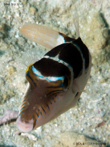 Crowned toby (Canthigaster coronata) by Bea & Stef Primatesta 